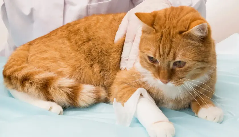 Un chat roux, blessé à la patte arrière, est examiné par un vétérinaire.