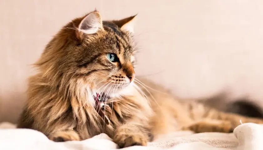 Magnifique chat roux aux yeux bleus, allongé sur un plaid. Pensez à la stérilisation pour son bien-être, le prix stérilisation chat est un investissement.