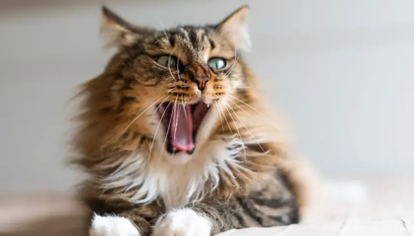 Un chaton de 5 mois bâille, révélant une bouche rose. On dirait qu'il a une mauvaise haleine !