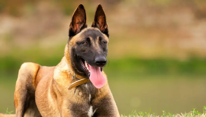 Un chien berger montagne, un Malinois au poil fauve, est couché sur l'herbe, la langue pendante, prêt pour l'aventure.
