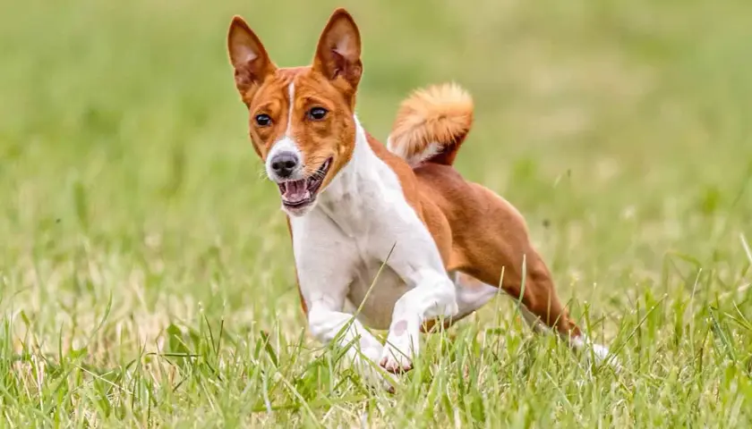 Un joyeux terrier du Congo court dans l'herbe verte, la langue sortie, les oreilles dressées.