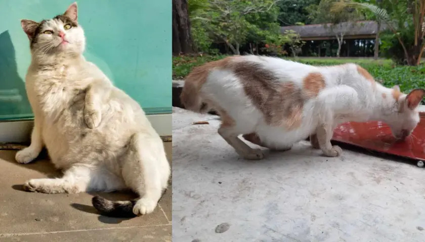 Un chat blanc et roux, visiblement un chat enceinte début, boit de l'eau. Un autre chat blanc est assis au soleil.