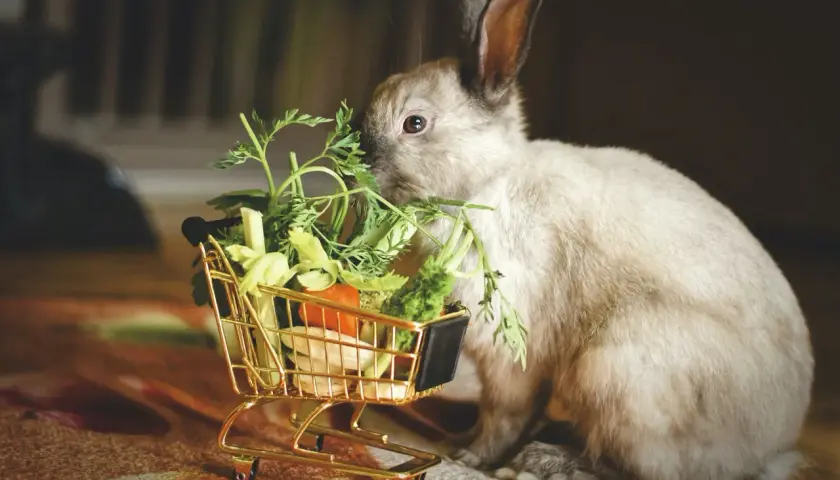 Un lapin nain savoure des légumes frais sortis d'un mini chariot. Une scène adorable illustrant l'alimentation du lapin nain.