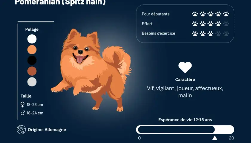 Un adorable spitz nain orange, vif et joueur, avec des informations sur son caractère, sa taille et son origine allemande.