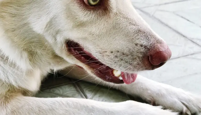 Mon chien fait des bruits avec sa gorge, un léger grognement. Son œil vert vif et sa truffe rose sont visibles.