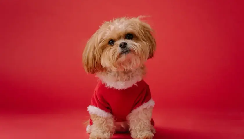 Adorable petit chien qui ne perd pas ses poils, vêtu d'un costume rouge festif, pose sur fond rouge.