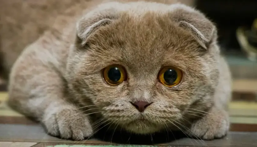 Gros plan sur un chat aux grands yeux, l'air anxieux. Son regard intense trahit un certain stress du chat, peut-être face à un bruit inattendu.