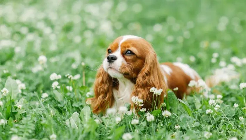 Un Cavalier King Charles, au pelage roux et blanc, se repose dans l'herbe fleurie. Un chien plein de vie, dont l'avis vétérinaire est toujours précieux.