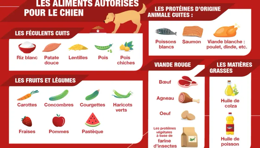 Guide des aliments autorisés pour chien : féculents, fruits, légumes, viandes, poissons, etc. Idéal pour une recette maison pour chien diabétique.