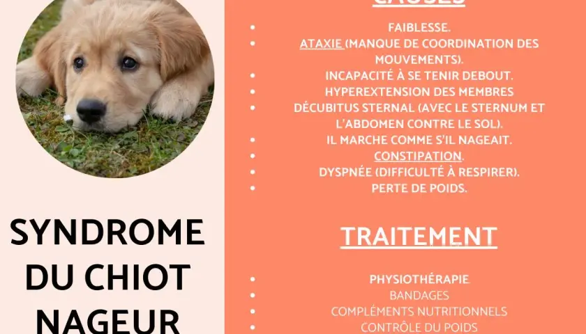 Un chiot golden retriever triste, sujet du syndrome du chiot nageur. Ma chienne ne reste pas avec ses chiots à cause de cette condition.
