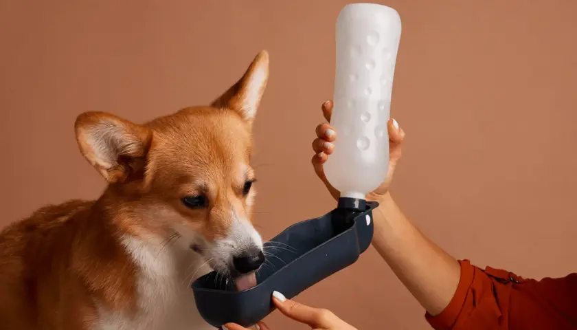 Un chien qui maigrit et boit beaucoup, un corgi, boit de l'eau d'une gamelle portable tenue par une main.