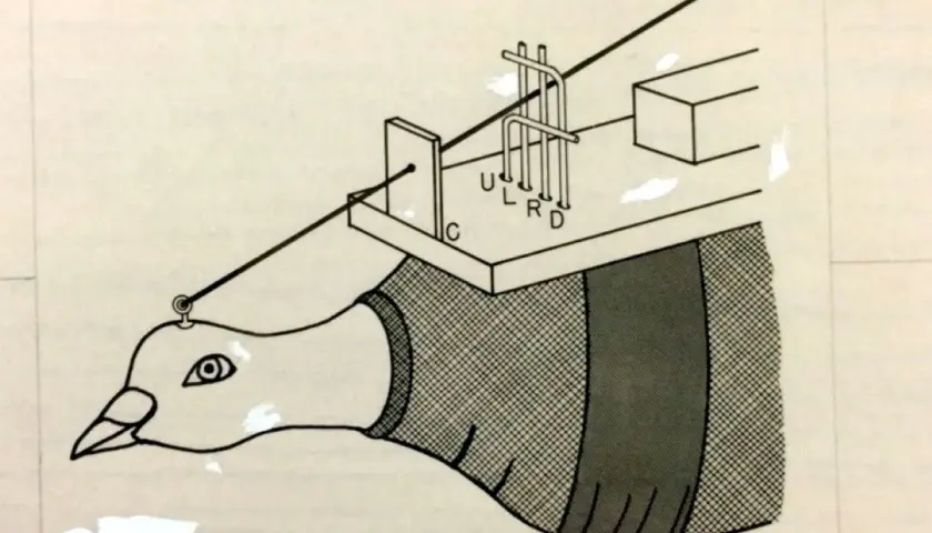 Dessin anatomique d'un pigeon avec un appareil sur sa tête.