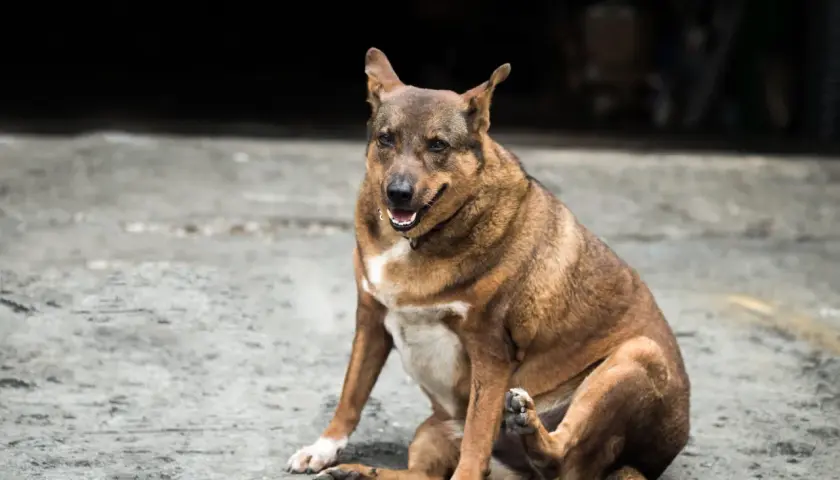 Chien brun assis sur le sol, se grattant la patte. Il a l'air en bonne santé, peut-être grâce à une alimentation adaptée pour chien stérilisé.