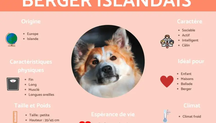 Berger Islandais : petite taille, 35-45 cm, 10-25 kg. Chien sociable, actif, idéal pour les familles et les bergers.