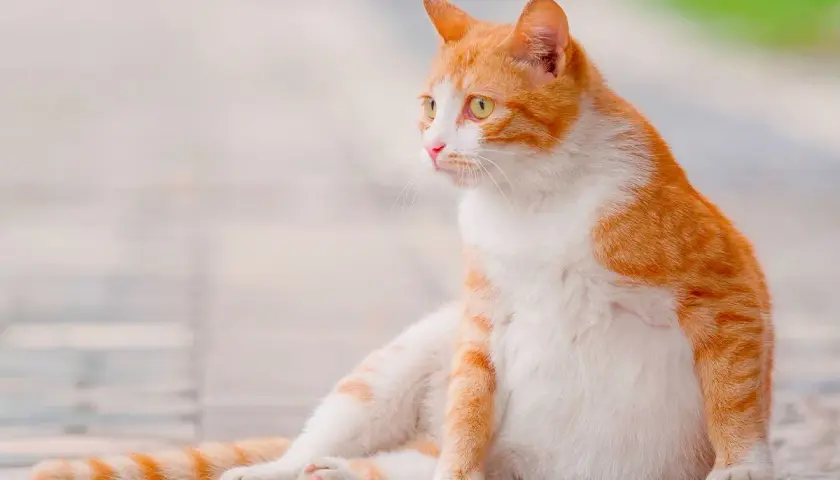 Chatte tigrée rousse et blanche, le ventre arrondi, la mamelle visible, assise sur des pavés.