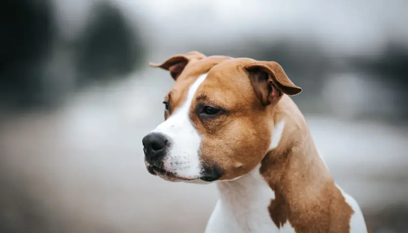 Un chien moyen poil court, au pelage brun et blanc, regarde attentivement sur le côté.