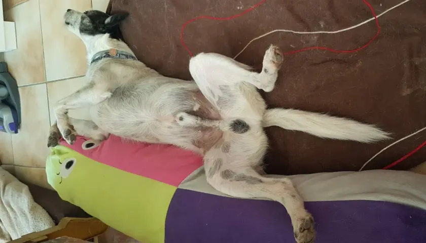 Chien couché sur le dos, pattes en l'air, sur un coussin coloré. L'image montre l'effet castration chien.