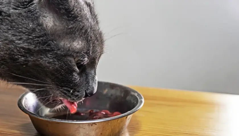 Un chat gris mange dans une gamelle. Il est important de savoir que donner à manger à un chat malade du foie pour l'aider à se rétablir.