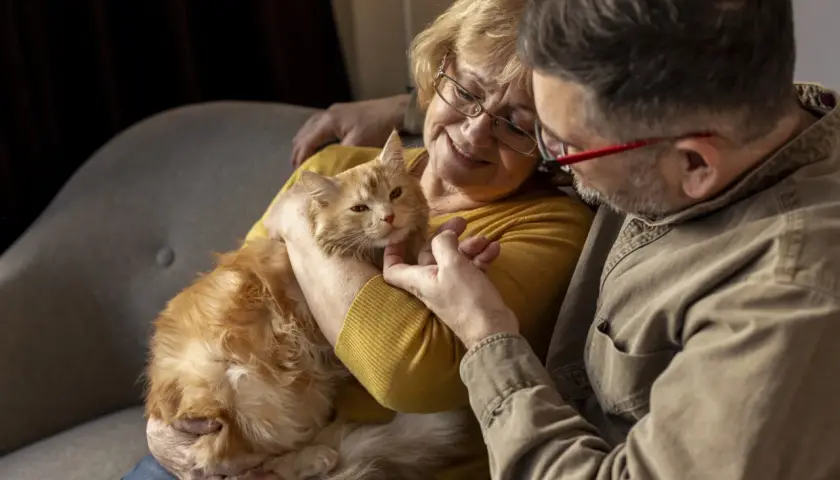 Un couple câline un chat roux. La femme pense à comment faire grossir un chat âgé, lui offrant tendrement son attention.