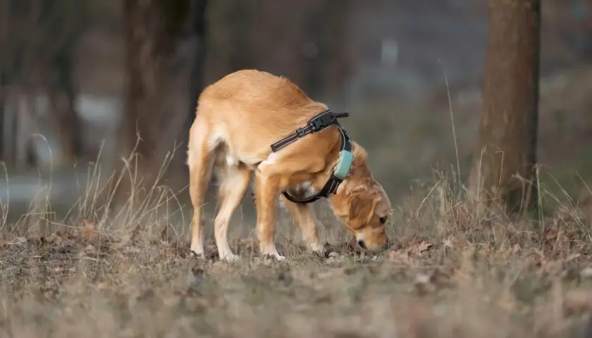 Chien mâle, au pelage doré, explore le sol avec son museau, peut-être en cette période de chaleur. Il porte un harnais avec un collier bleu.