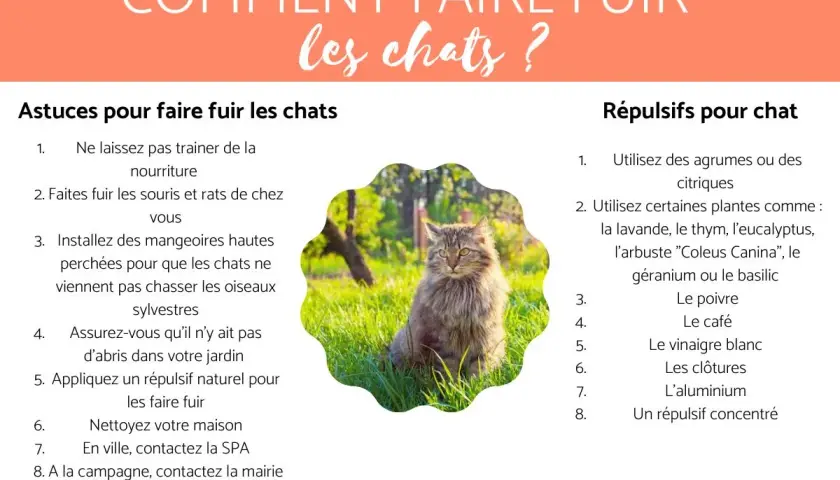 Un chat assis dans l'herbe, avec des conseils pour savoir comment faire fuir un chat qui embête le mien.