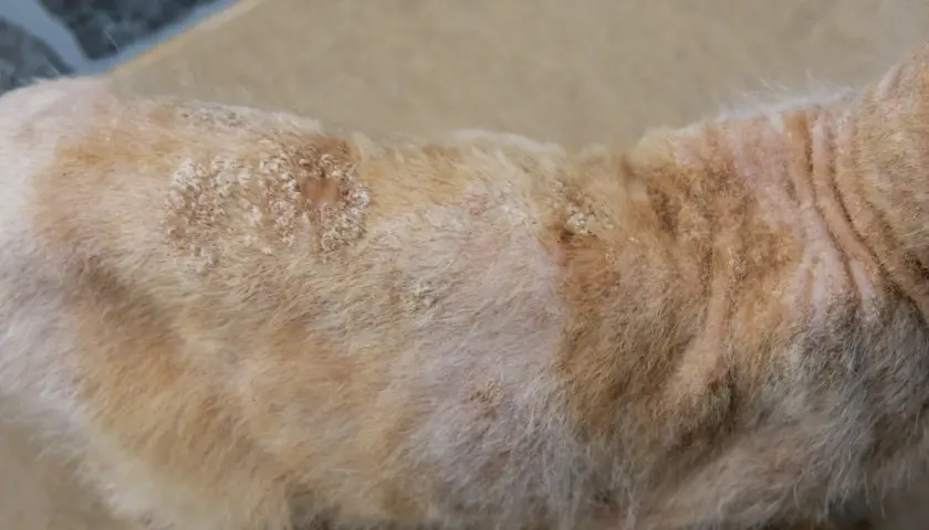 Chat roux avec des plaques sans poils et squameuses, signe de teigne. Un traitement par comprimé est nécessaire pour sa guérison.