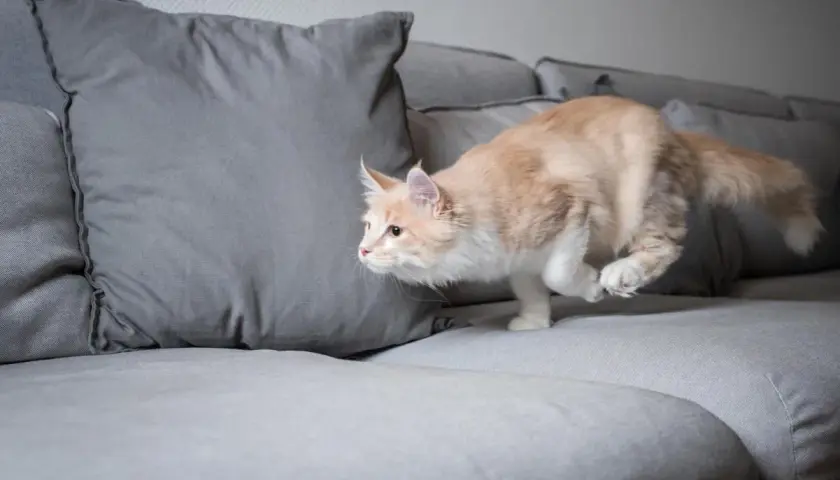Un chat roux et blanc, en plein quart d'heure de folie, bondit sur un canapé gris.