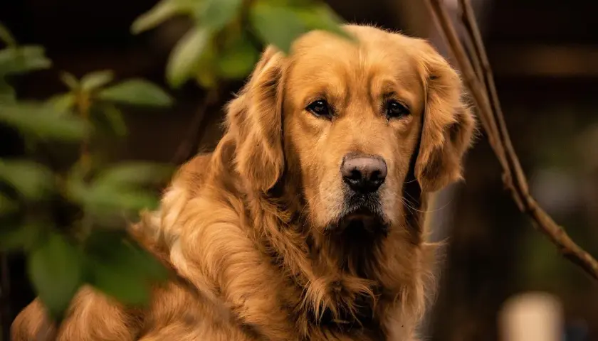 Un beau golden retriever, au pelage doré, semble attendre patiemment son alimentation.