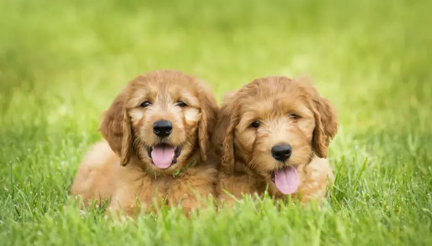 Deux adorables chiots mini doodle chien, aux poils dorés et aux langues roses, se prélassent dans l'herbe verte.