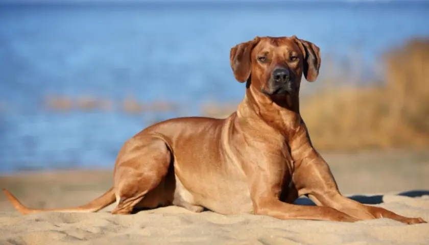 Un Rhodesian Ridgeback se repose sur le sable, le regard tourné vers l'horizon bleu. Il semble profiter du soleil, peut-être en Crète.