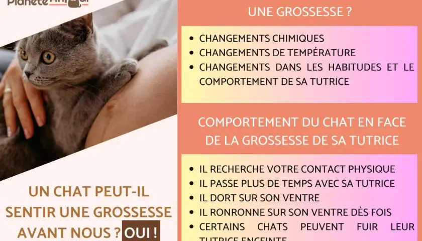 Un chat peut sentir une grossesse avant nous, grâce aux changements chimiques et comportementaux de sa tutrice.
