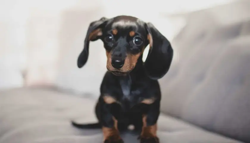 Adorable petit chien de compagnie, un teckel noir et brun aux grandes oreilles tombantes, assis sur un canapé gris.