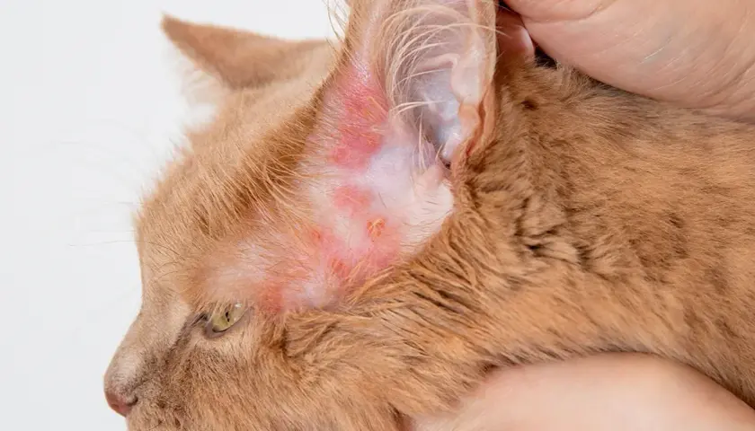 Plaque rouge sur l'oreille d'un chat roux, signe d'une irritation cutanée.