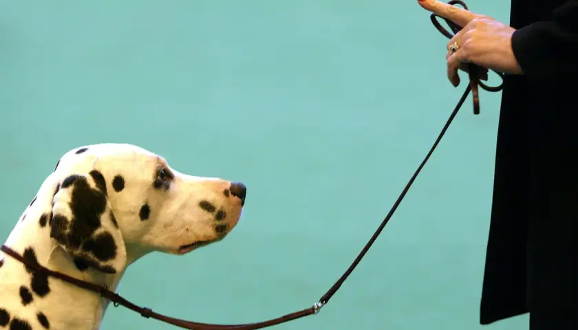 Un dalmatien attend patiemment, la laisse tenue par une main ornée d'une bague. Un moment de concentration avant le **liste ordre chien**.