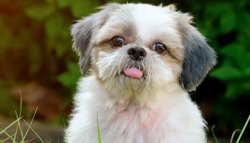 Un adorable shih tzu fait une grimace avec sa langue rose sortie, assis dans l'herbe verte.