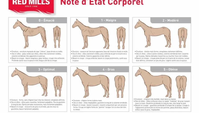 Illustration comparant l'état corporel des chevaux, de "émacié" à "obèse". L'image montre un cheval maigre, avec des côtes saillantes, illustrant une alimentation insuffisante.