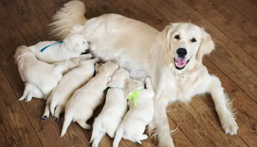 Une maman golden retriever heureuse allaite ses chiots. La mise bas chien s'est bien passée, les petits sont bien blottis contre elle.