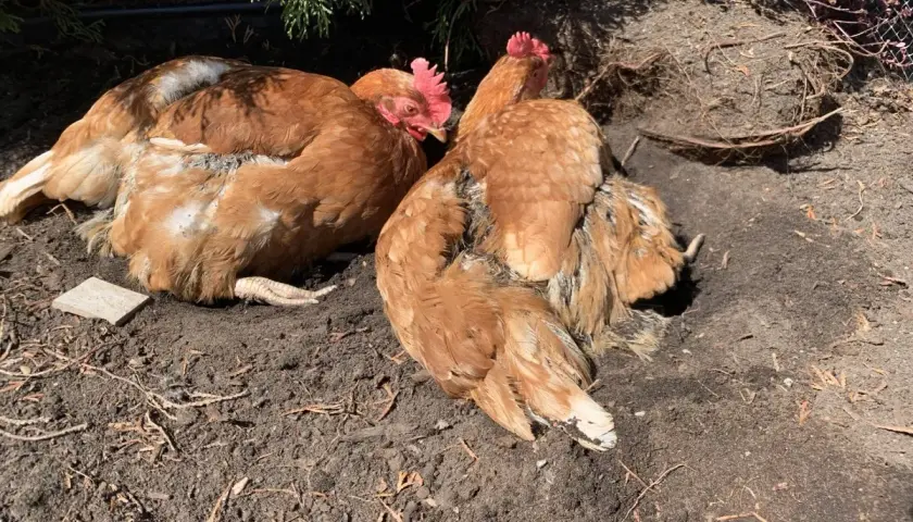 Deux poules rousses se prélassent dans la terre. Elles picorent peut-être des cailloux pour aider leur digestion, une astuce naturelle pour les poules.