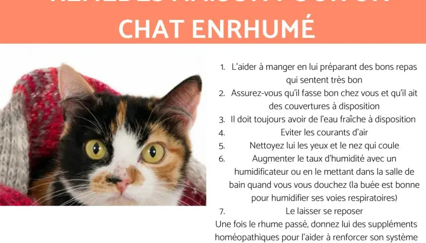 Un chat calico emmitouflé dans une couverture, avec des conseils pour le rhinite chat traitement naturel.