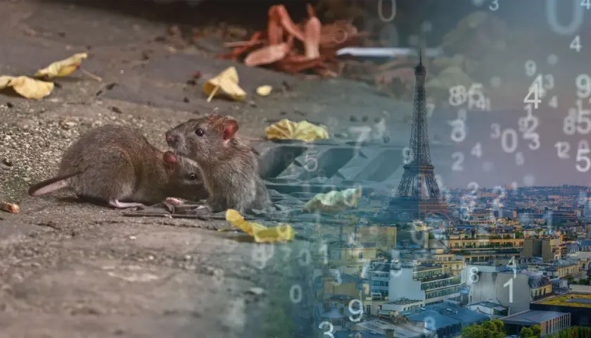 Deux souris se blottissent sur le sol, peut-être une question sur combien de souris par portée. Paris et la Tour Eiffel en arrière-plan.
