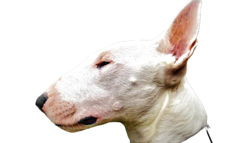 Profil d'un bull terrier blanc, tête tournée vers la gauche, oreille dressée, museau distinctif.
