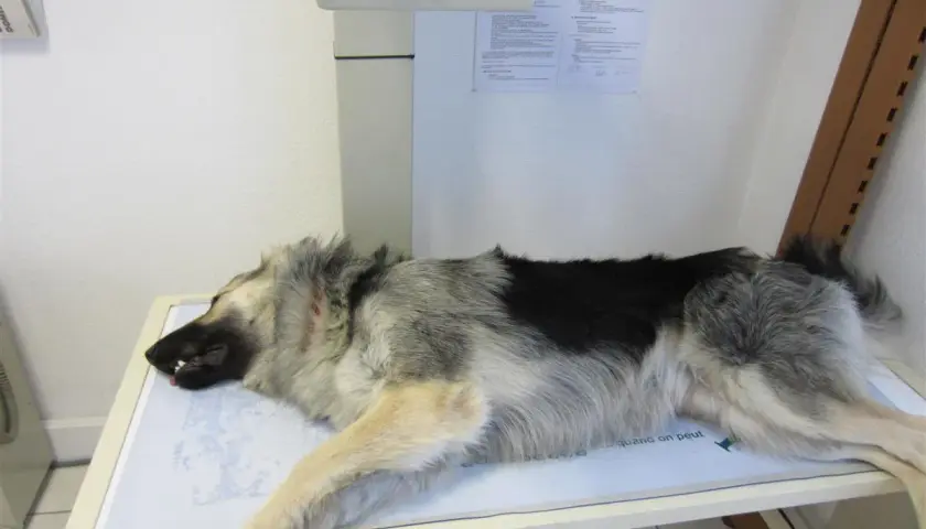 Berger allemand couché sur une table d'examen, possiblement pour un diagnostic de dysplasie.