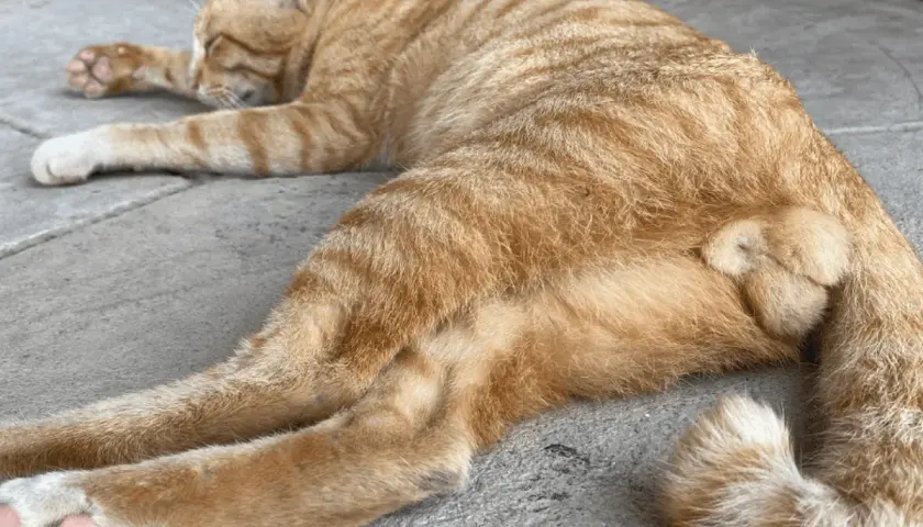 Un chaton roux de 4 mois, endormi, montre ses testicules.