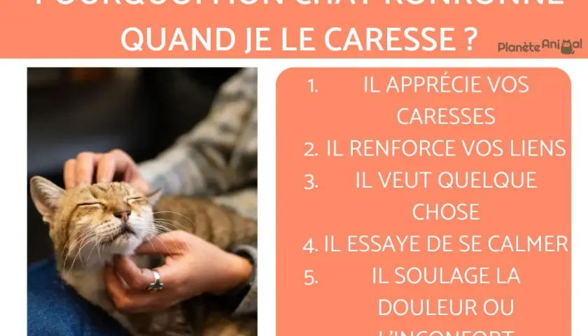 Un chat ronronne fort sous des caresses, appréciant le moment. L'image explique pourquoi un chat ronronne quand on le caresse.