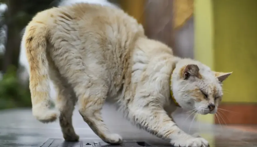 Un chat âgé, au pelage clair, semble avoir le train arrière paralysé. Que faire pour aider ce pauvre chat ?