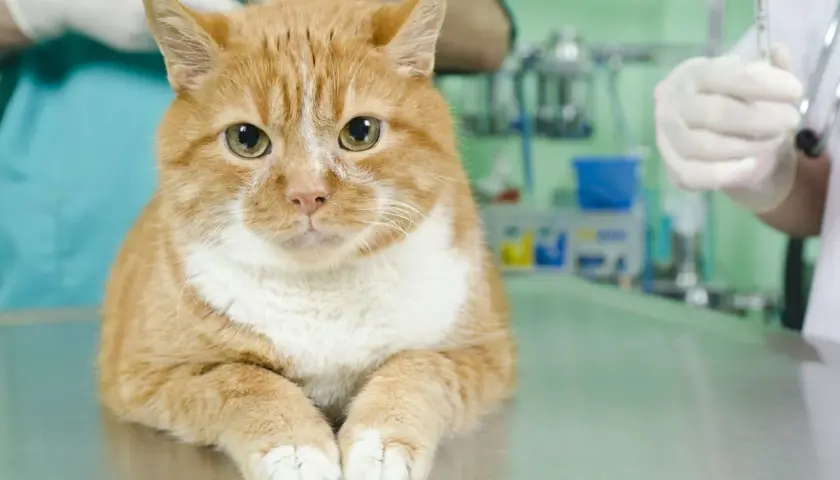 Un chat roux attend sur une table vétérinaire. La question "à quel âge stériliser un chat femelle" est importante pour sa santé.