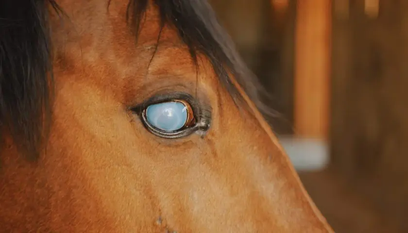 Gros plan sur le cheval, son œil gonflé et qui coule reflète la lumière, une vision voilée.