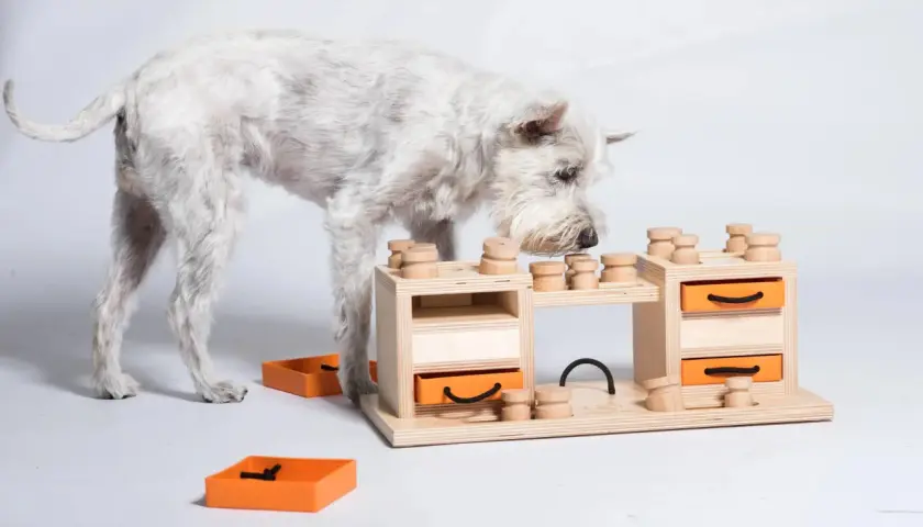 Un chien blanc renifle un jeu d'occupation pour chien fait maison en bois avec des tiroirs orange.