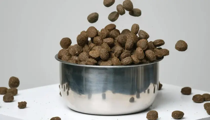 Transition croquette chien diarrhée : des granulés tombent dans une gamelle en inox, certains se dispersent autour.