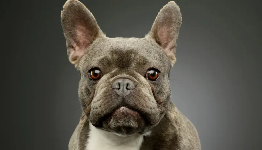 Un adorable petit chien pour famille, un bouledogue français au regard doux et aux grandes oreilles, prêt à partager des moments de joie.